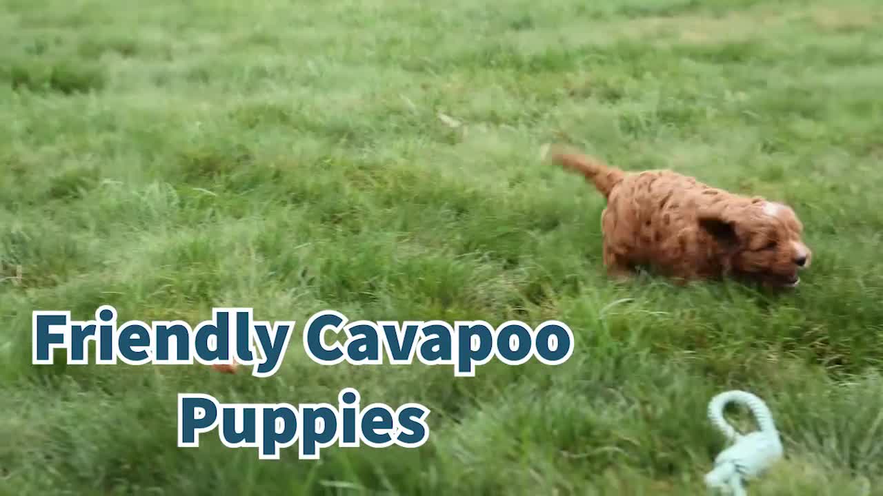 Cavapoo dogs for sale: Mia Rose🎀 - Video 1