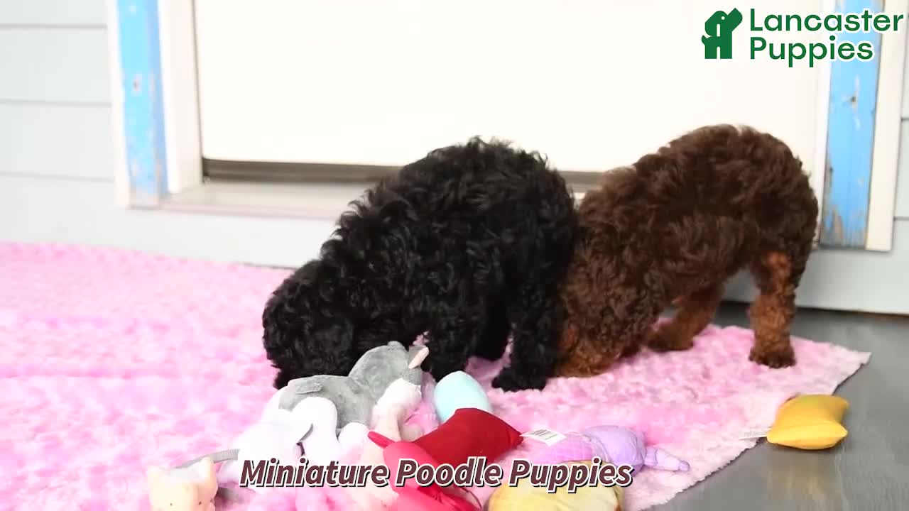 Miniature Poodle dogs for sale: Ellie - Video 1