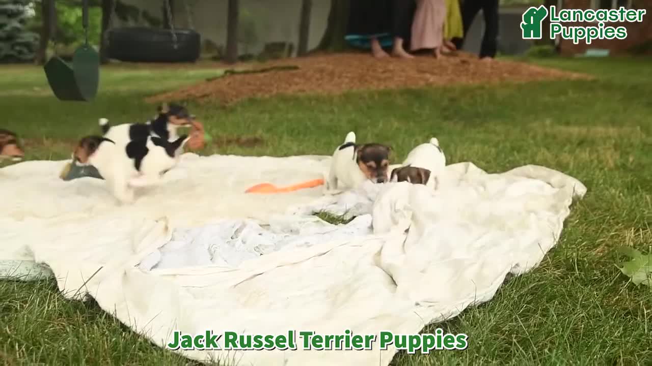 Jack Russell Terrier dogs for sale: Roy  - Video 1
