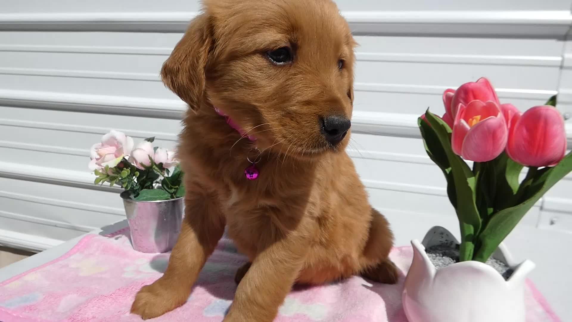 Golden Retriever dogs for sale: Golden Retriever Puppy 2 Mable - Video 1