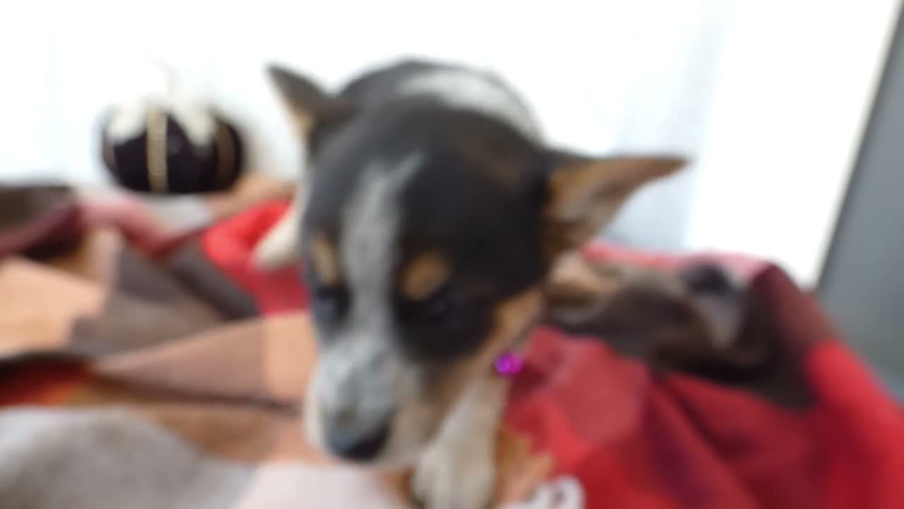 Australian Cattle Dog dogs for sale: Australian Cattle Dog 7 Lynette - Video 1