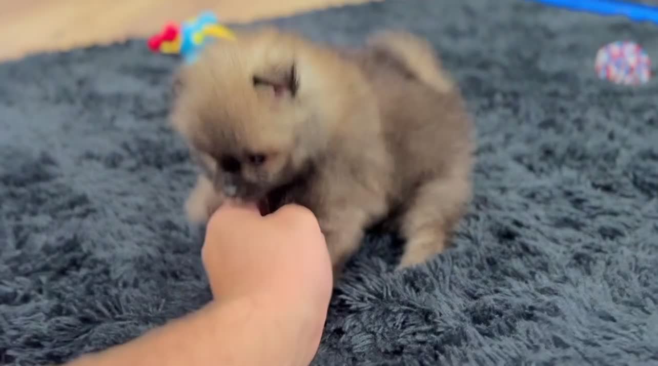 Pomeranian dogs for sale: Buddy - Video 2