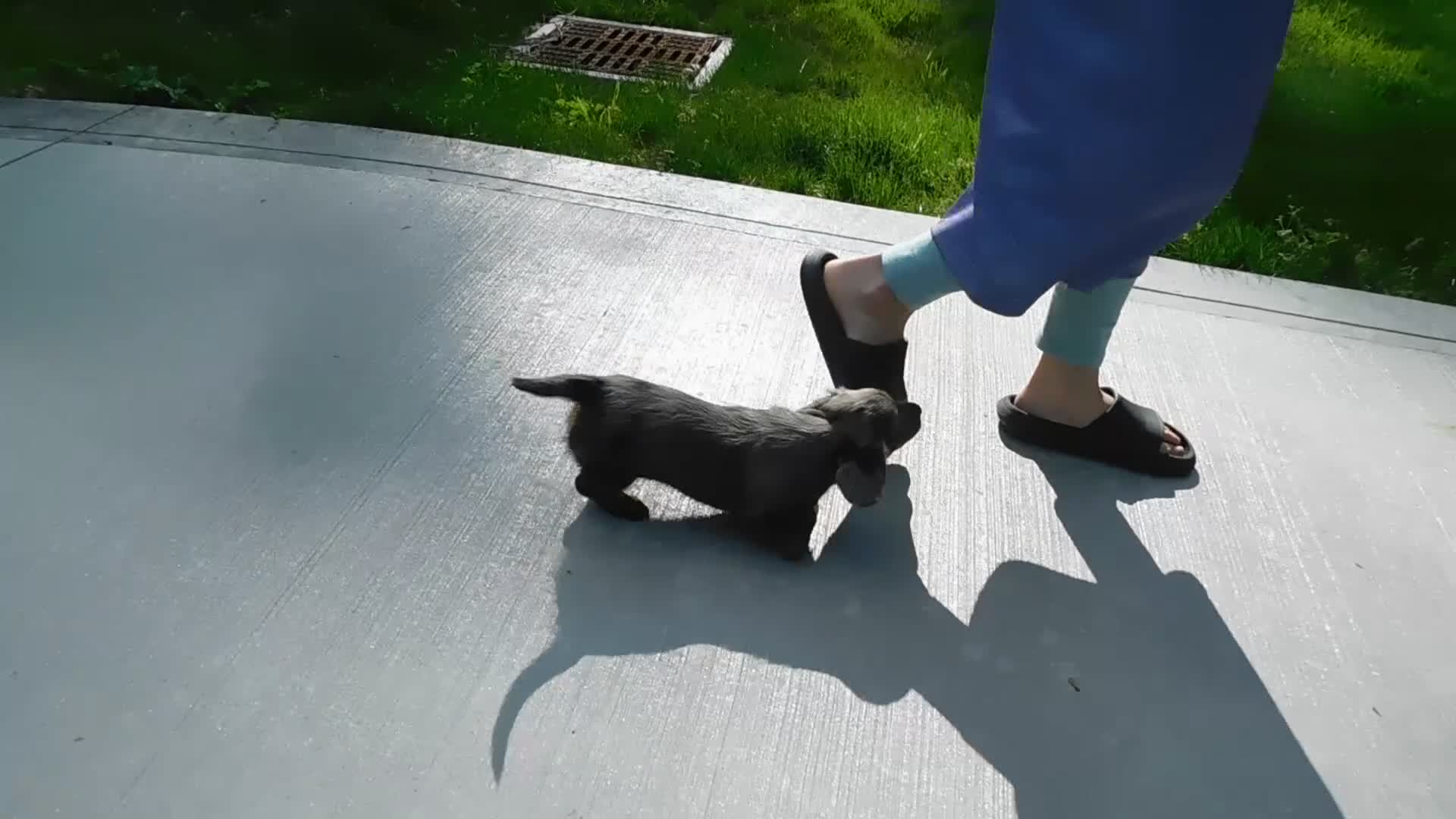 Miniature Dachshund dogs for sale: AKC Pearl - Video 1