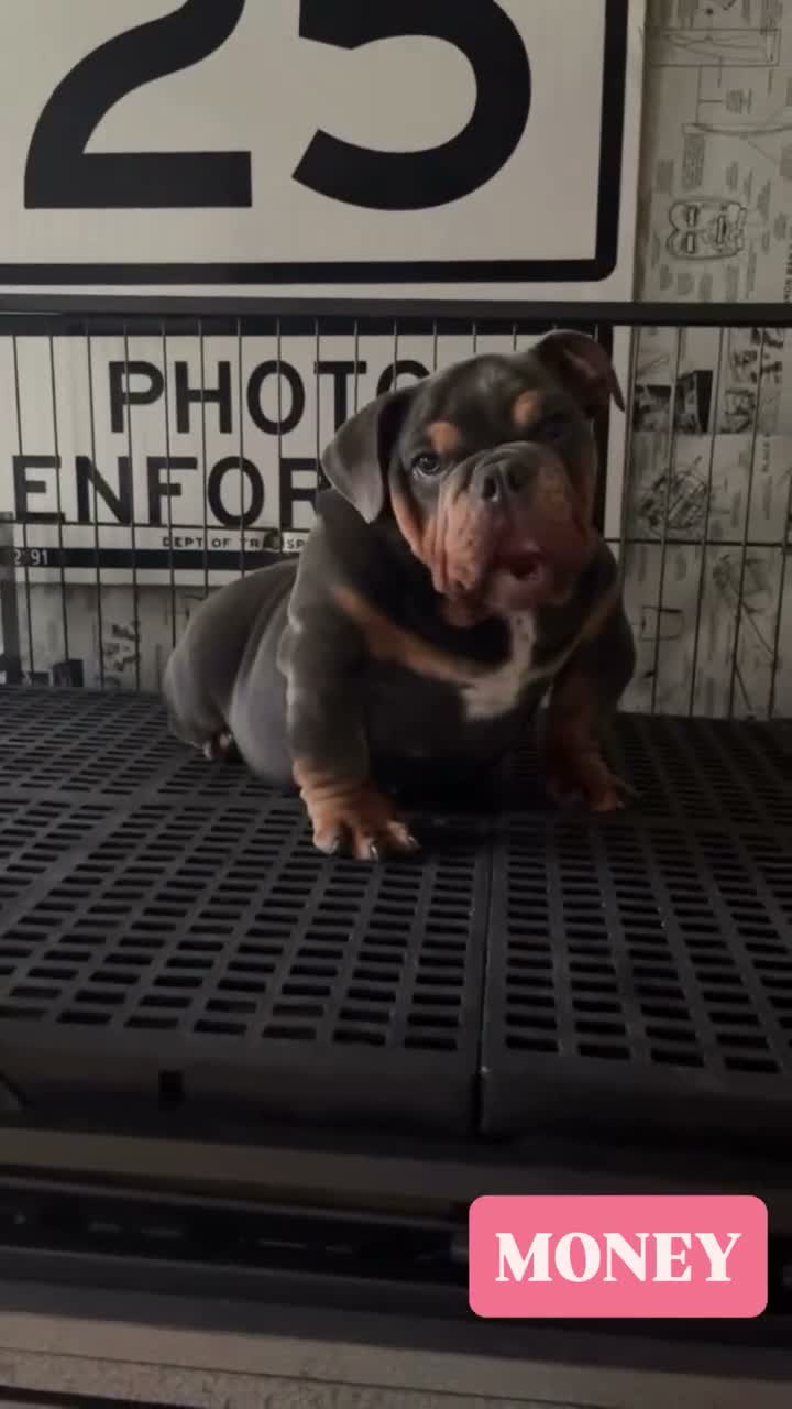 English Bulldog dogs for sale: English Bulldog 1 - Video 5