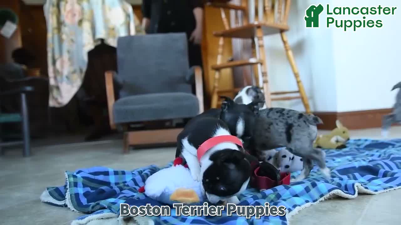 Boston Terrier dogs for sale: Harley - Video 1