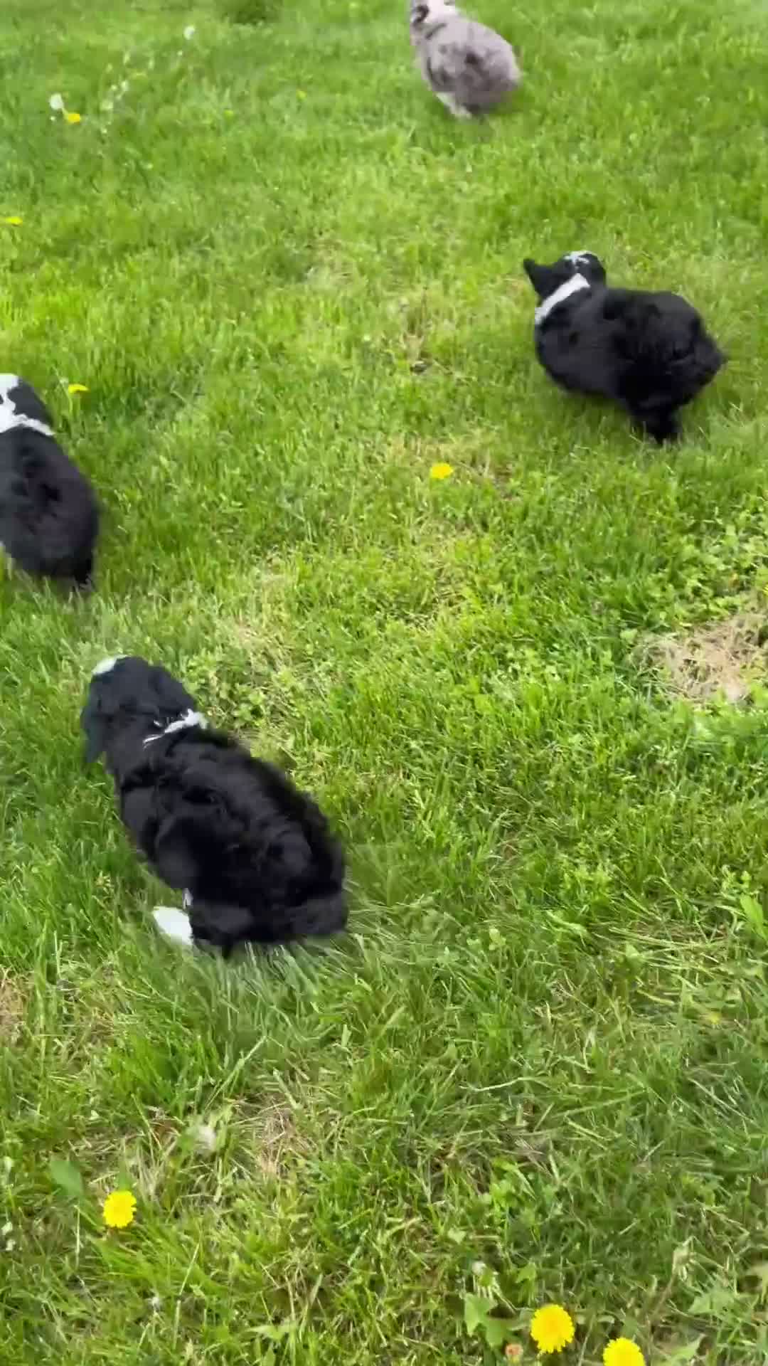 Mini Aussiedoodle dogs for sale: Axel - Video 2