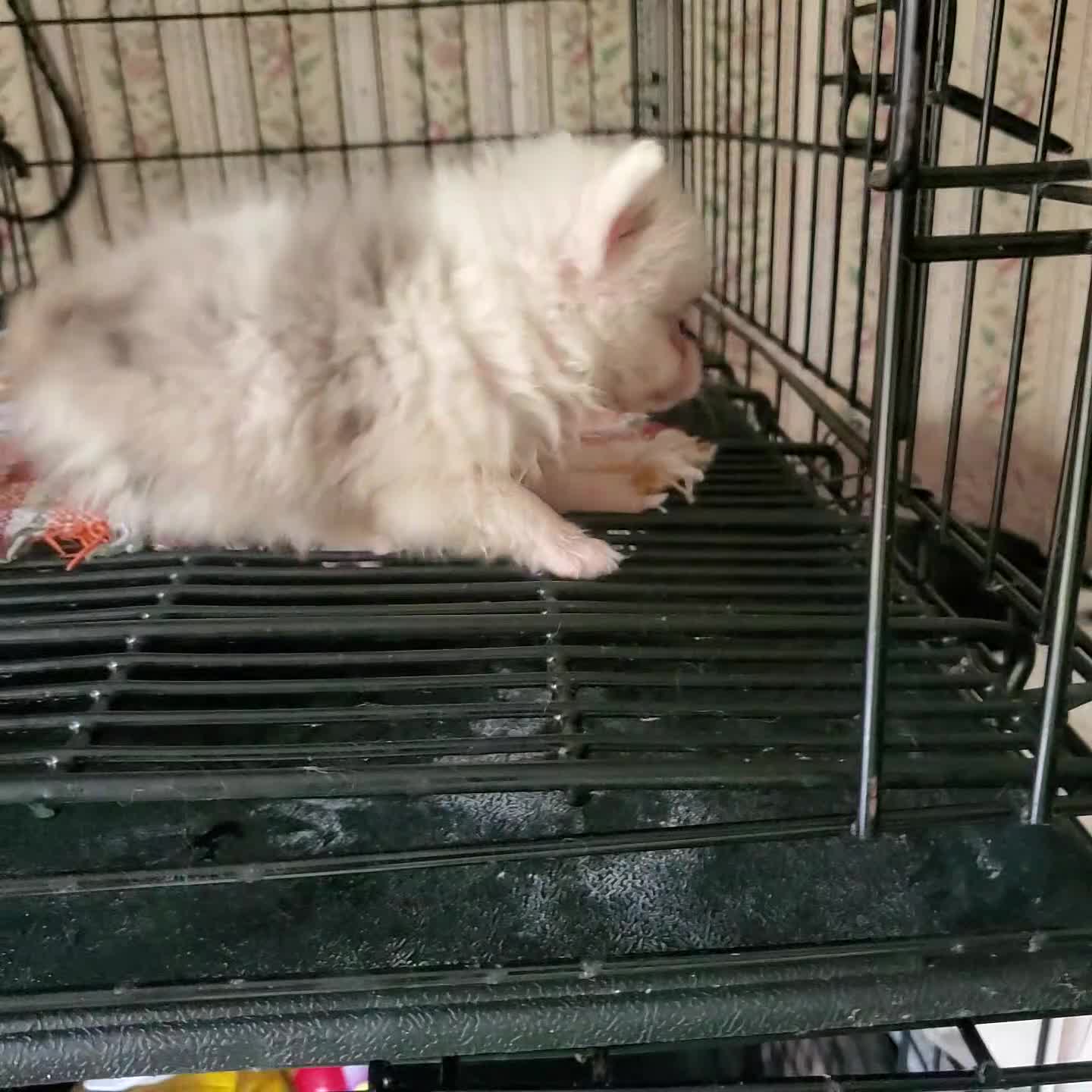 Pomeranian dogs for sale: Gidget - Video 1