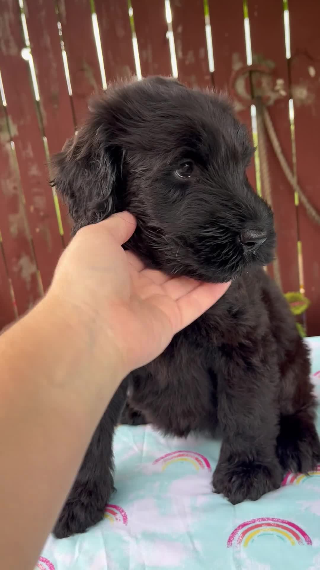 Giant Schnauzer dogs for sale: Layla - Video 1
