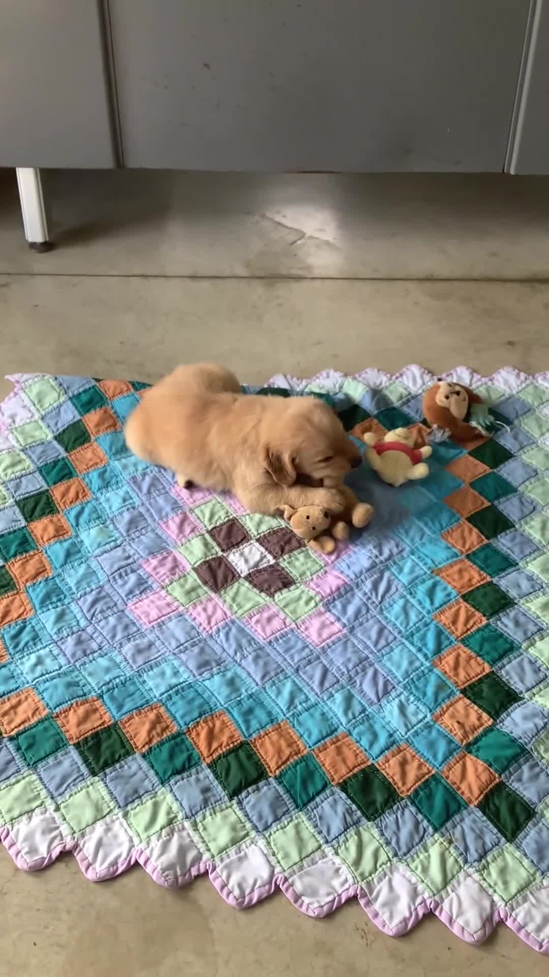 Golden Retriever dogs for sale: Golden Retriever. Cora - Video 1