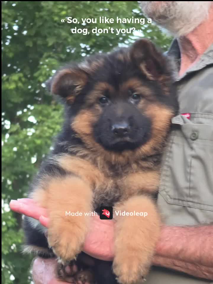 German Shepherd dogs for sale: female - orange collar - Video 6