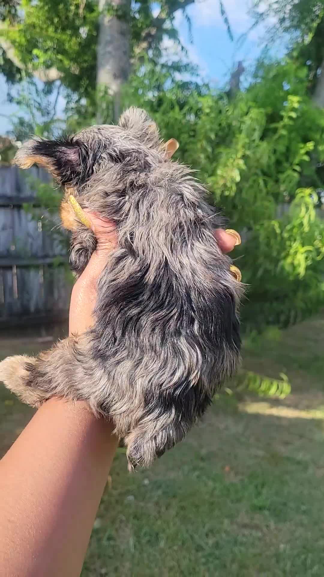 Yorkshire Terrier dogs for sale: Traditional Merle Male  - Video 1