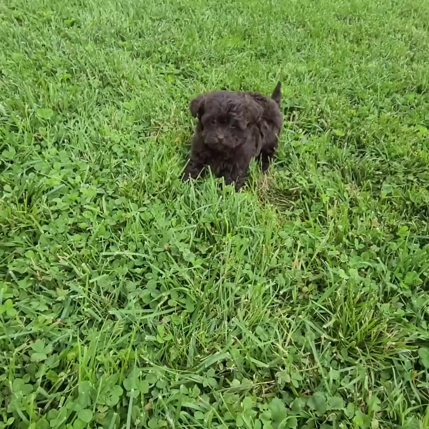 Teddy Bear dogs for sale: Callie - Video 2