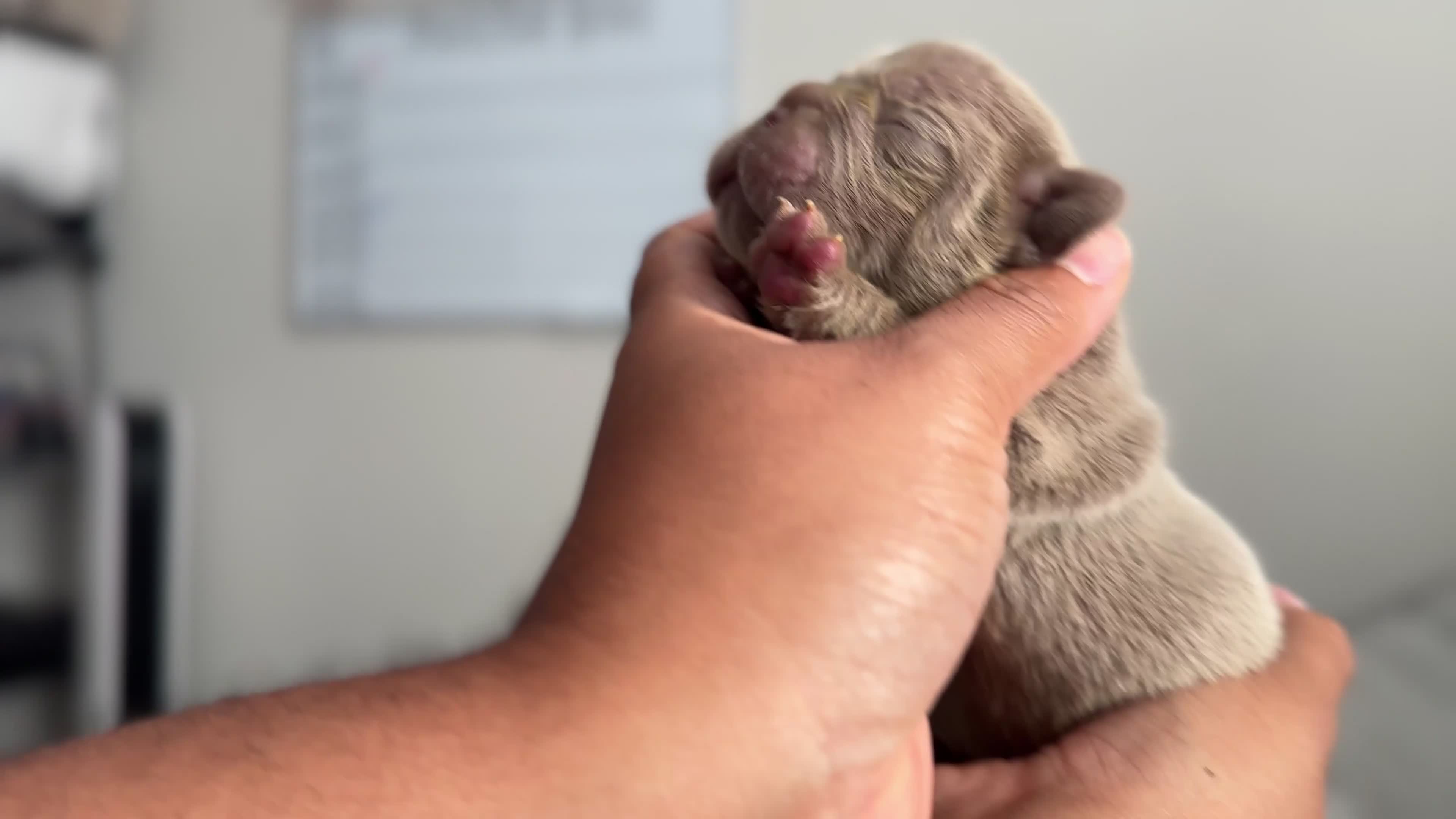 French Bulldog dogs for sale: Smokie - Video 2