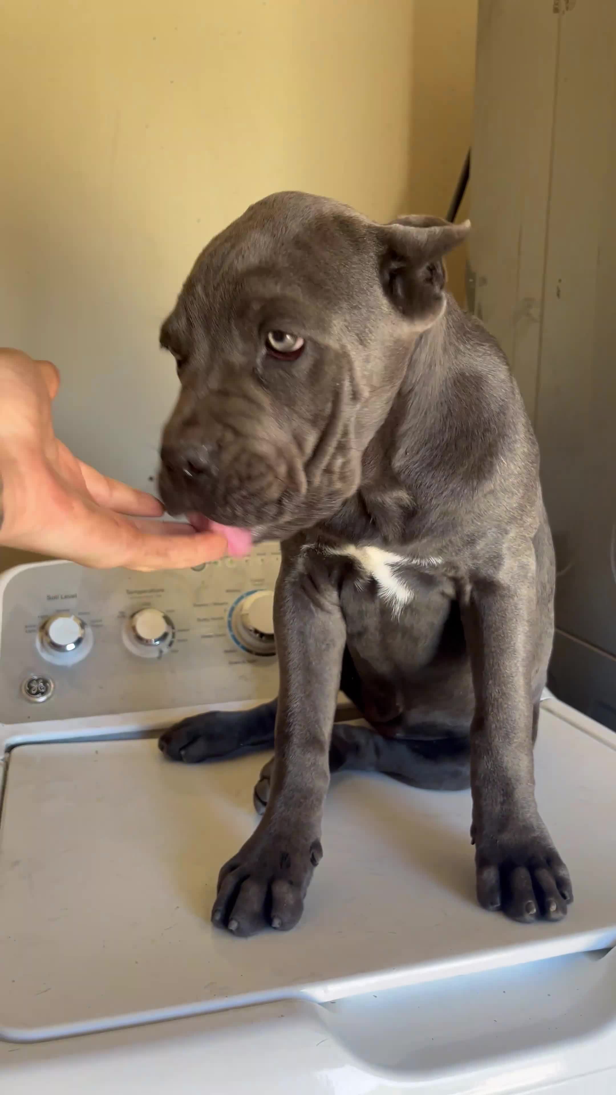 Cane Corso dogs for sale: Blue blue - Video 3