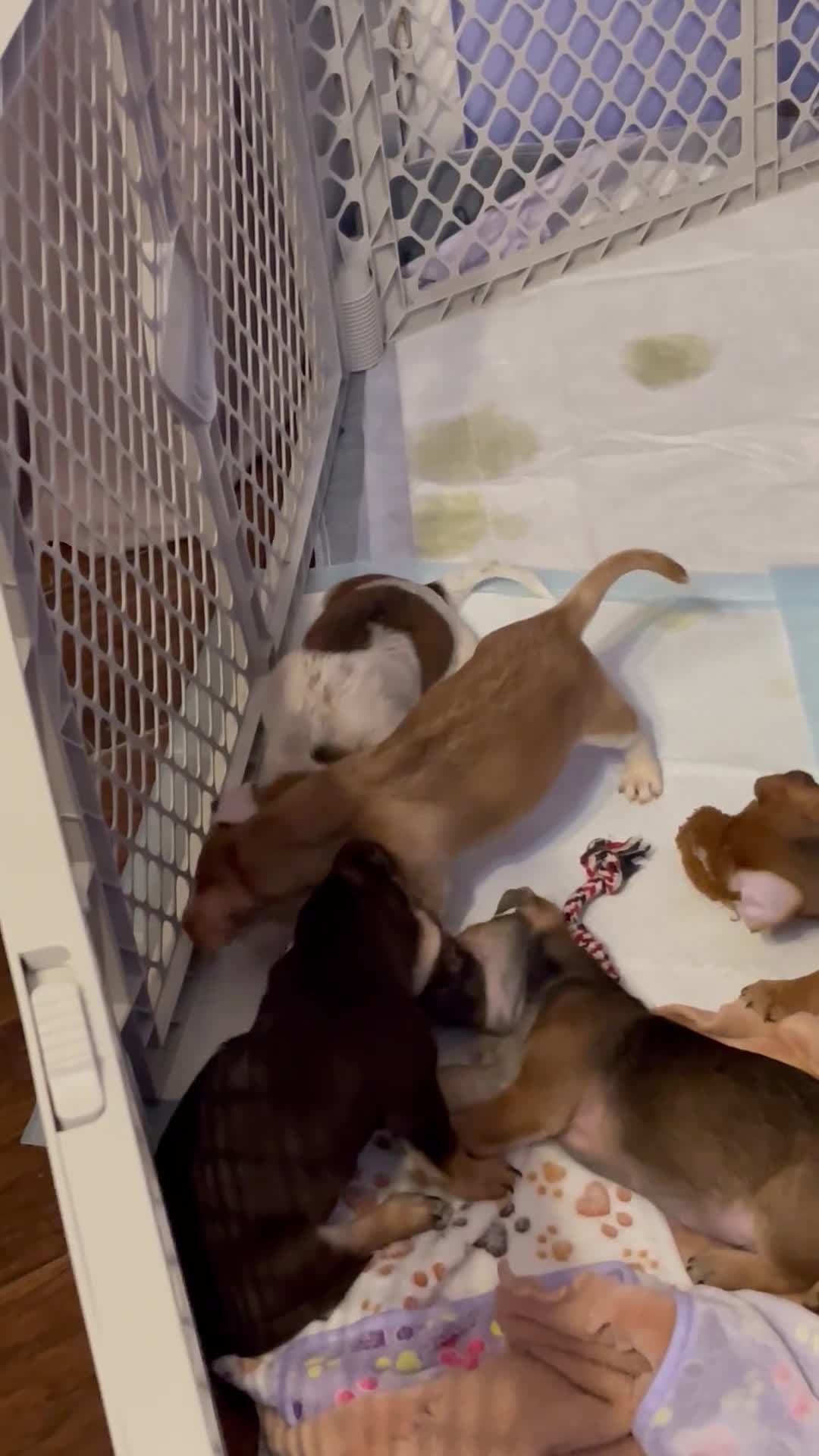Chihuahua dogs for sale: Chihuahua 1 - Video 1