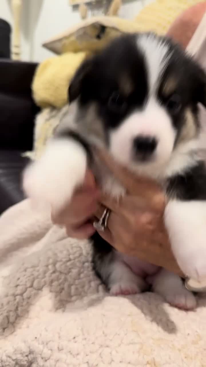 Welsh Corgi Pembroke dogs for sale: Gertie - Video 1