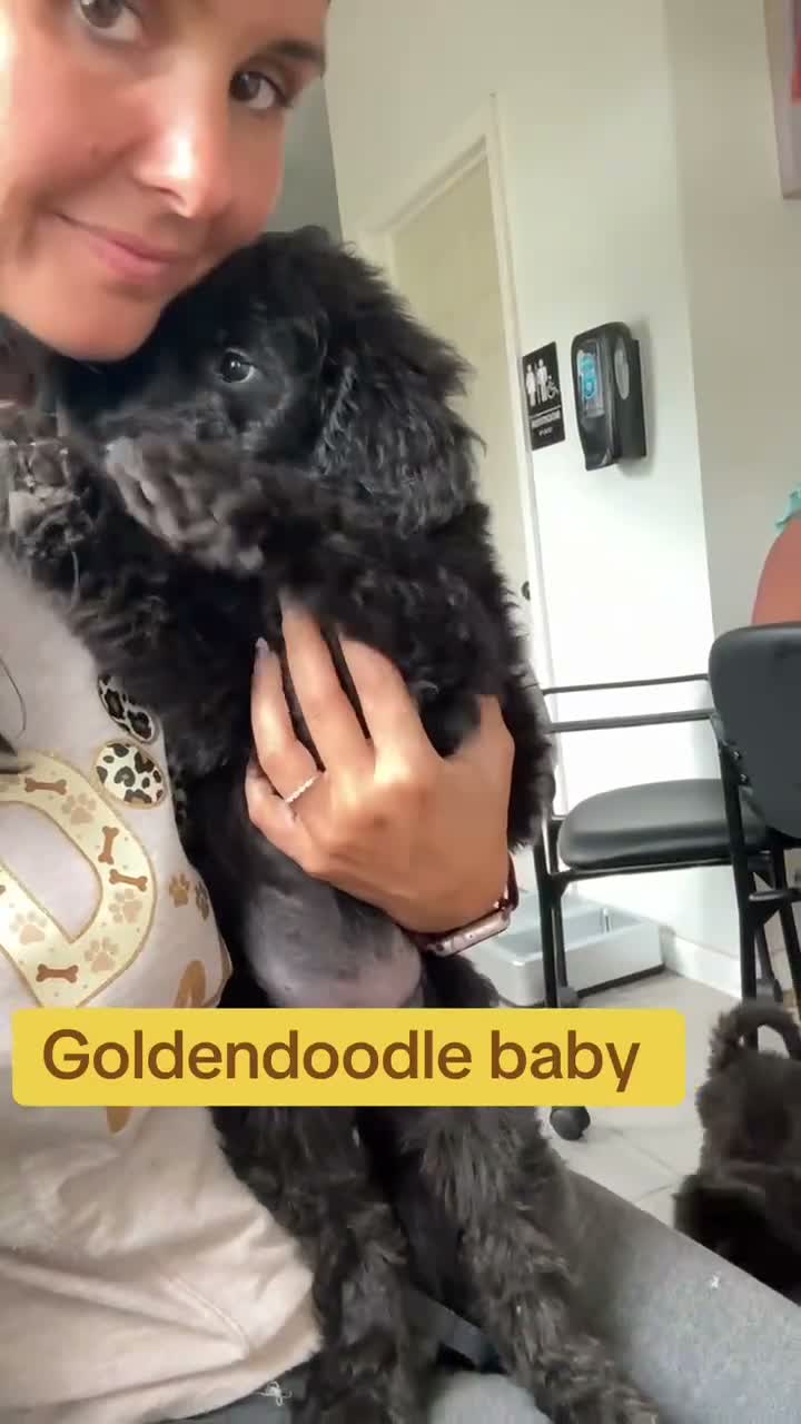 Goldendoodle dogs for sale: Petunia  - Video 1