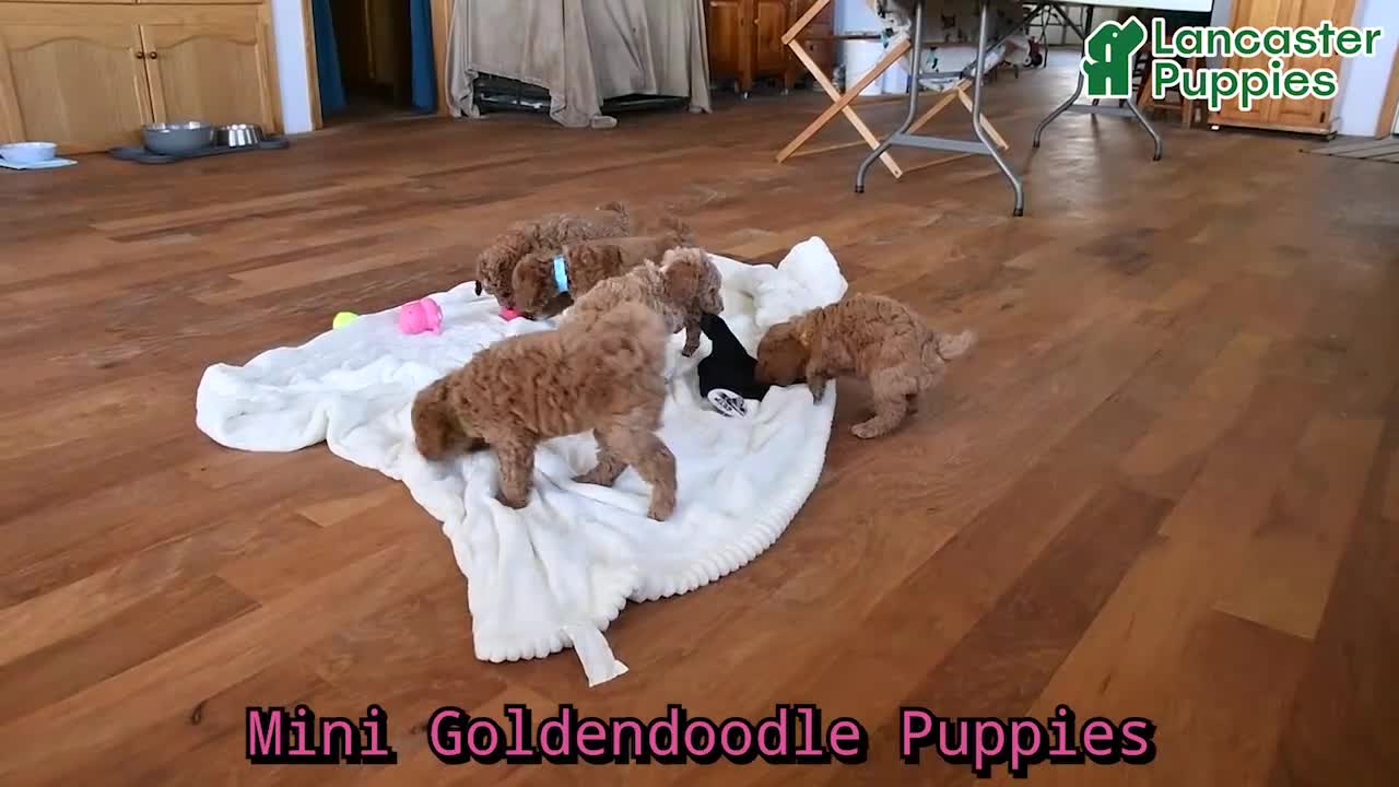 Mini Goldendoodle dogs for sale: Mr Timber - Video 1
