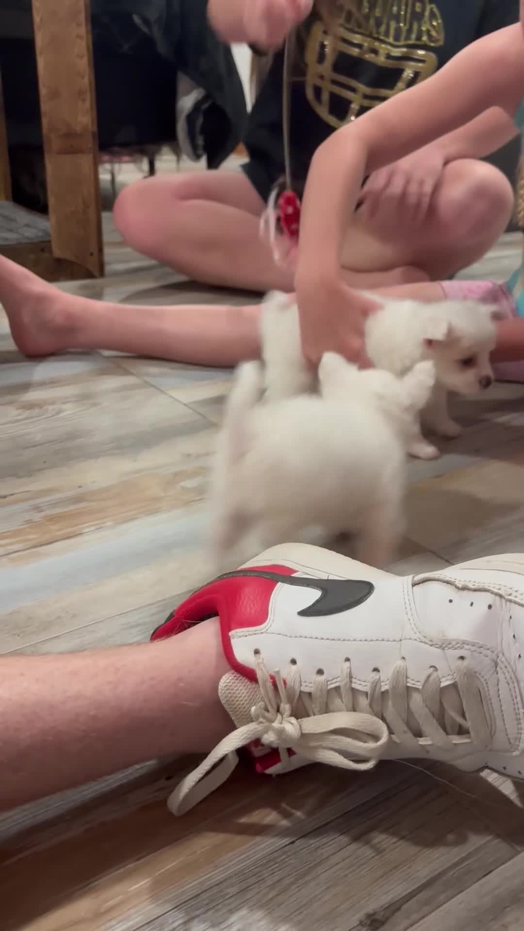 Chihuahua dogs for sale: Chihuahua 1 - Video 1