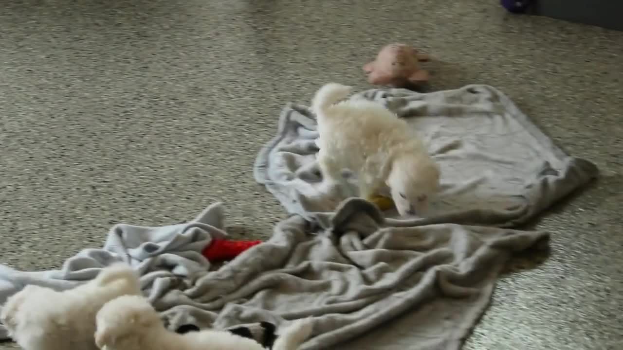 Bichon Frise dogs for sale: Harmony - Video 1