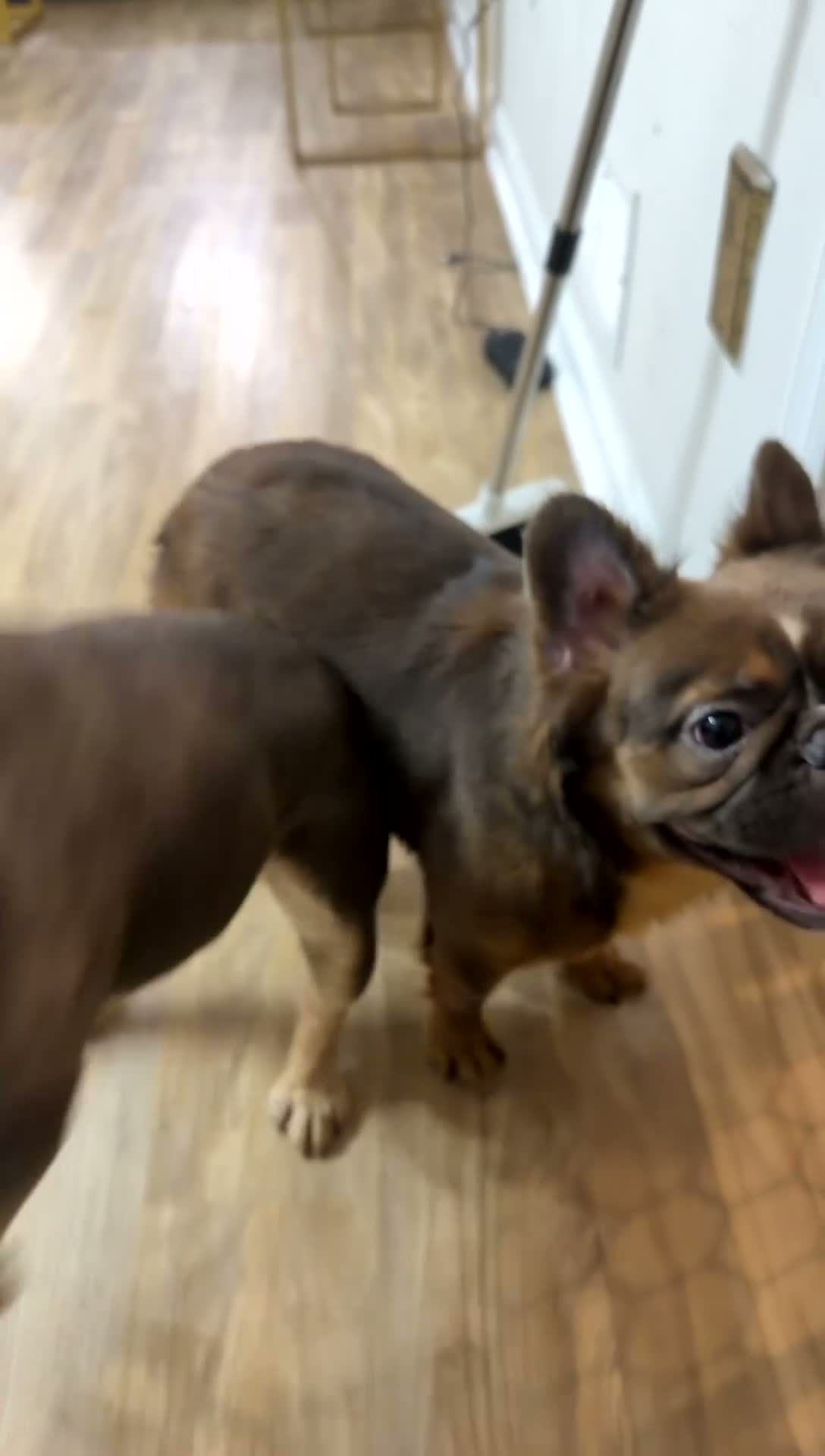 French Bulldog dogs for sale: French Bulldog 3 - Video 3