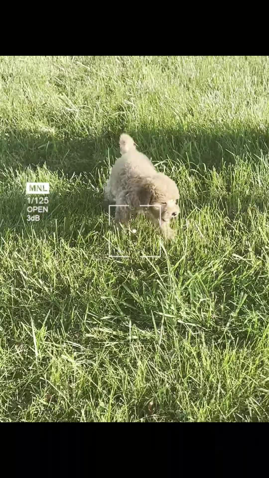 Mini Goldendoodle dogs for sale: nova - Video 1