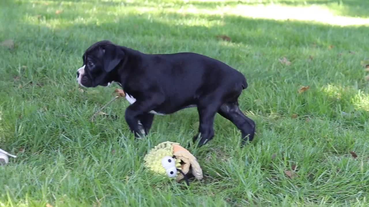 Boxer dogs for sale: Deisel - Video 4