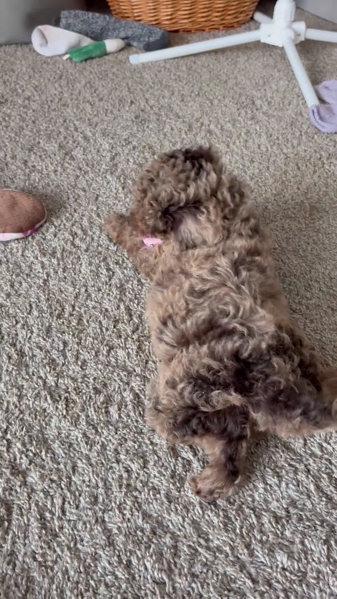 Mini Goldendoodle dogs for sale: Mini Goldendoodle Puppy 1 - Video 1