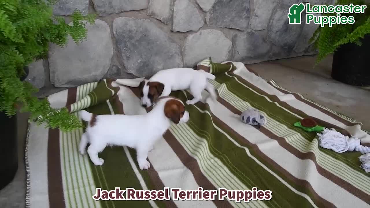 Jack Russell Terrier dogs for sale: Mindy - Video 1