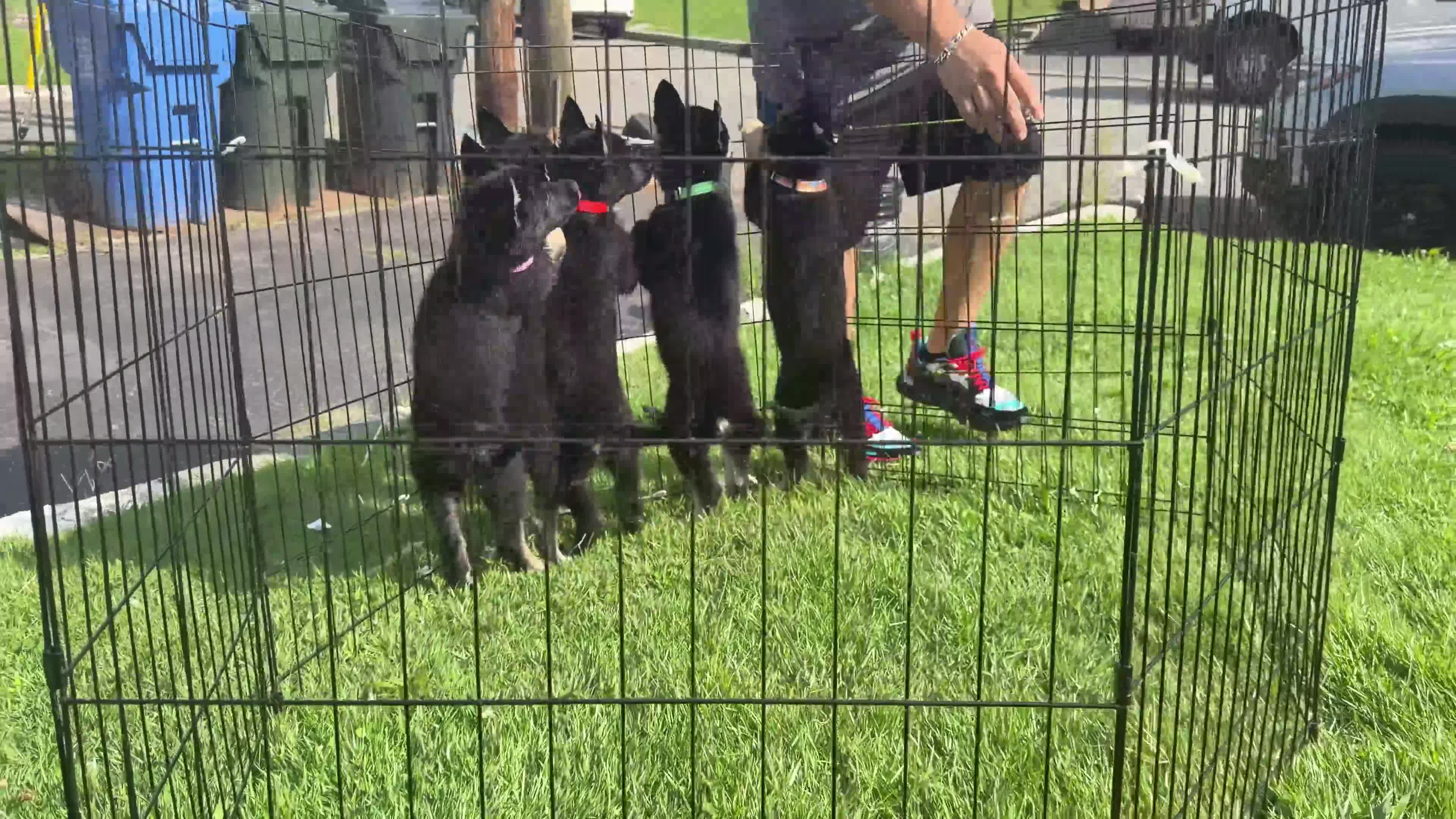Gerberian Shepsky dogs for sale: Harley - Video 2