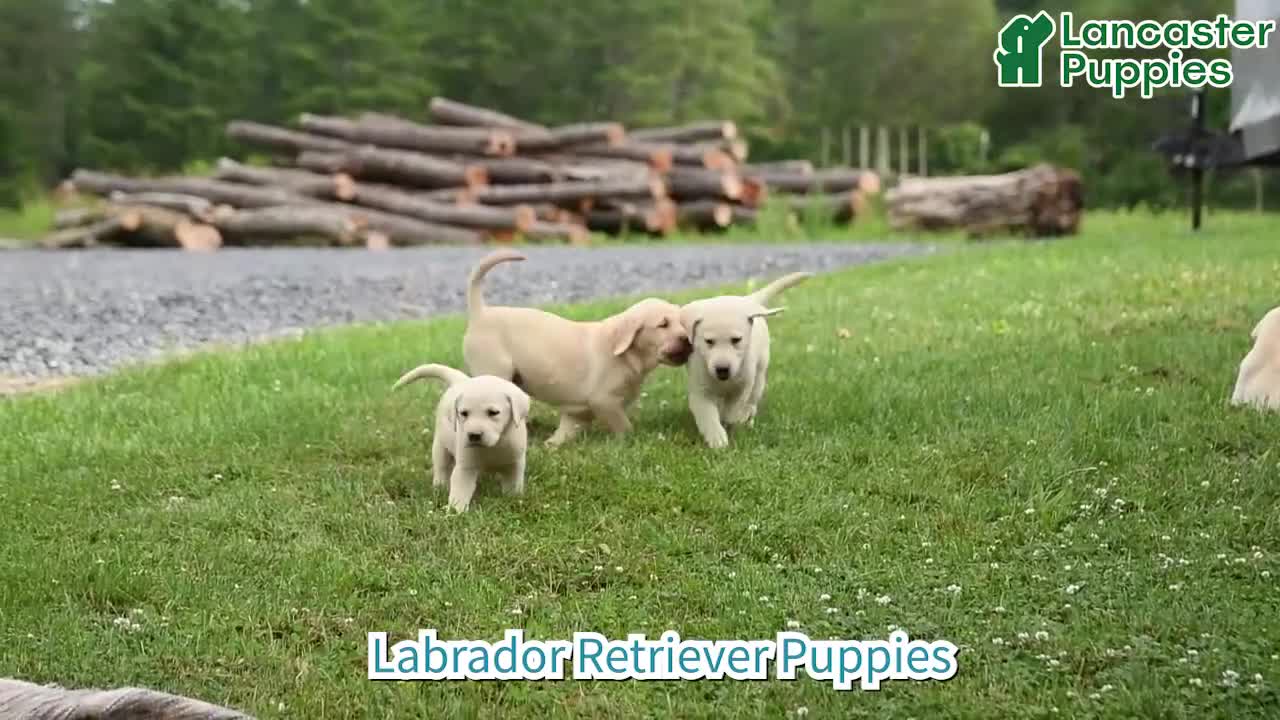 Labrador Retriever dogs for sale: Goldie - Video 1