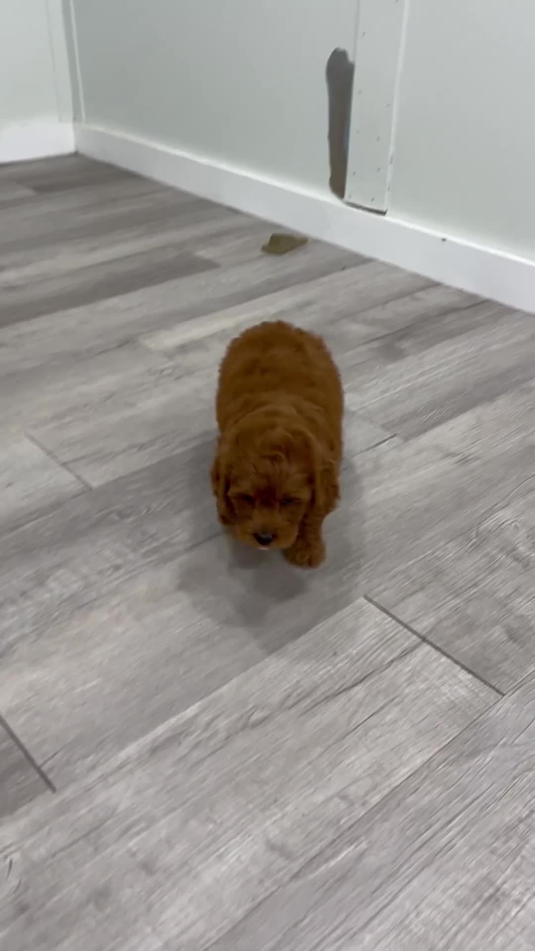 Miniature Poodle dogs for sale: Goldie - Video 1