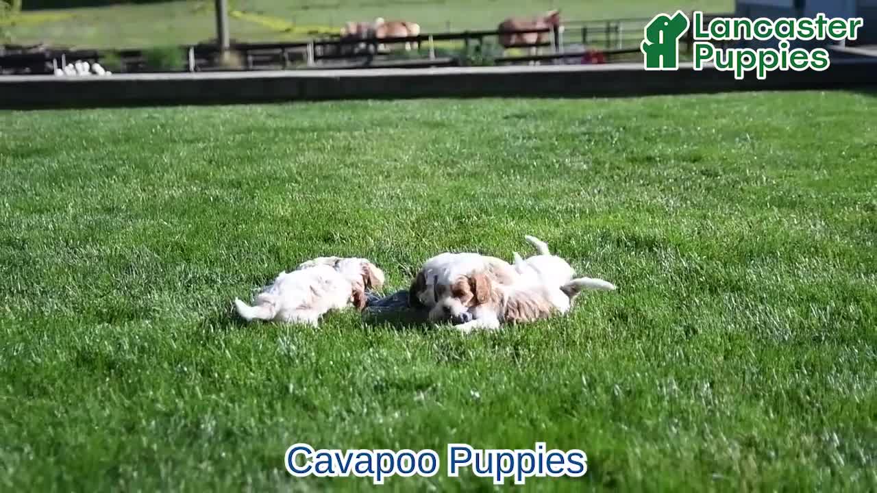Cavapoo dogs for sale: Marty - Video 1