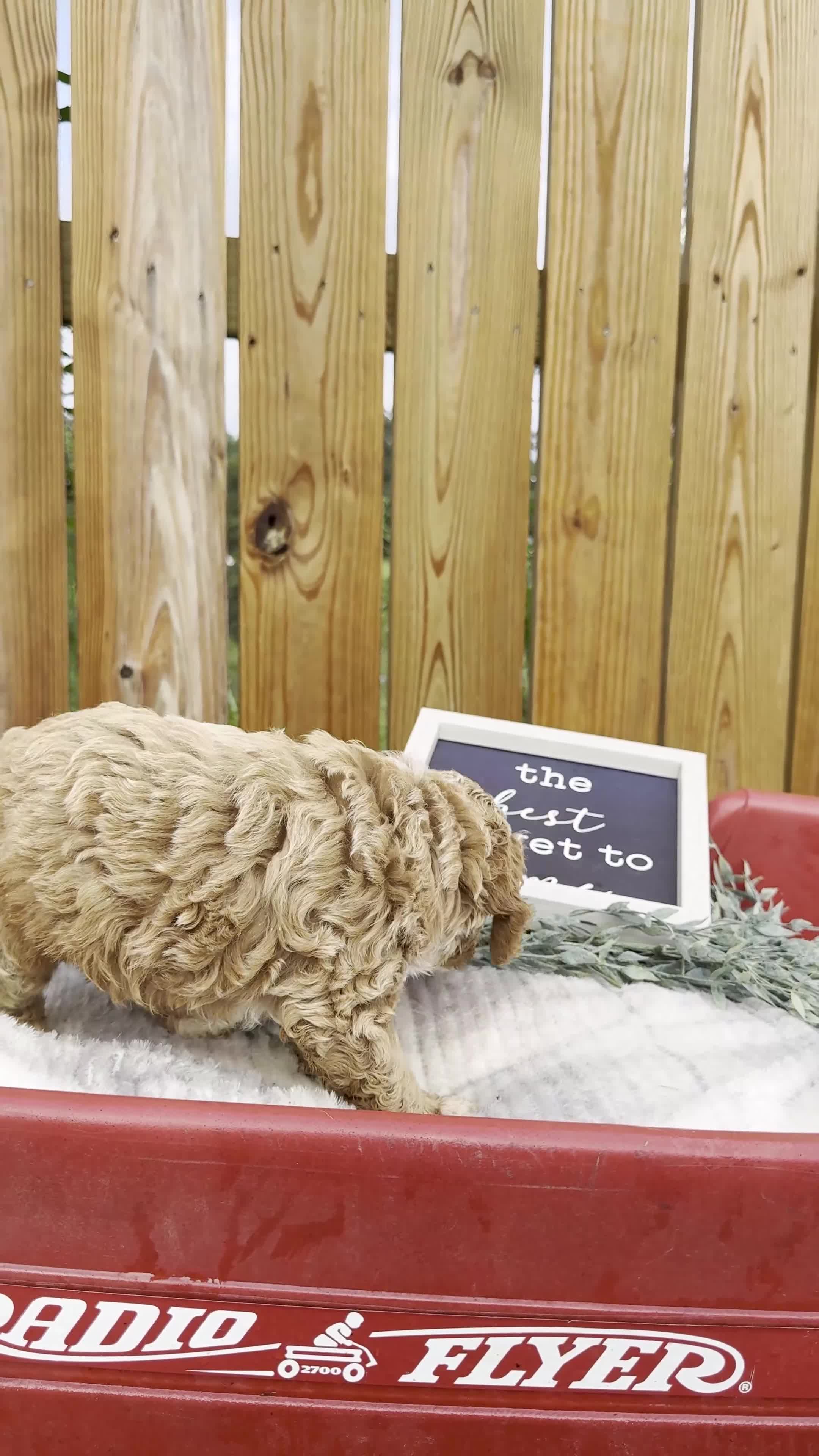 Cockapoo dogs for sale: Bennett - Video 1