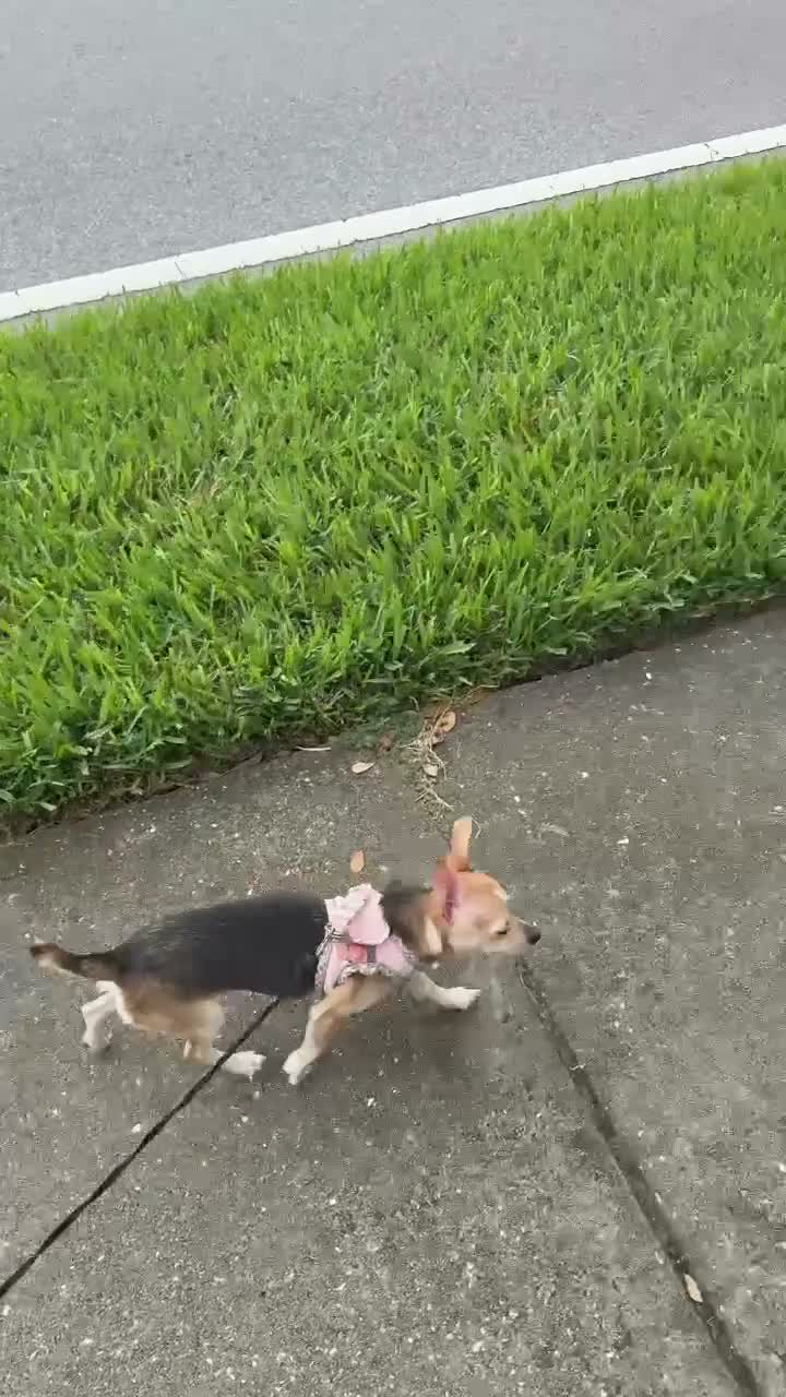 Chihuahua dogs for sale: Nova - Video 1