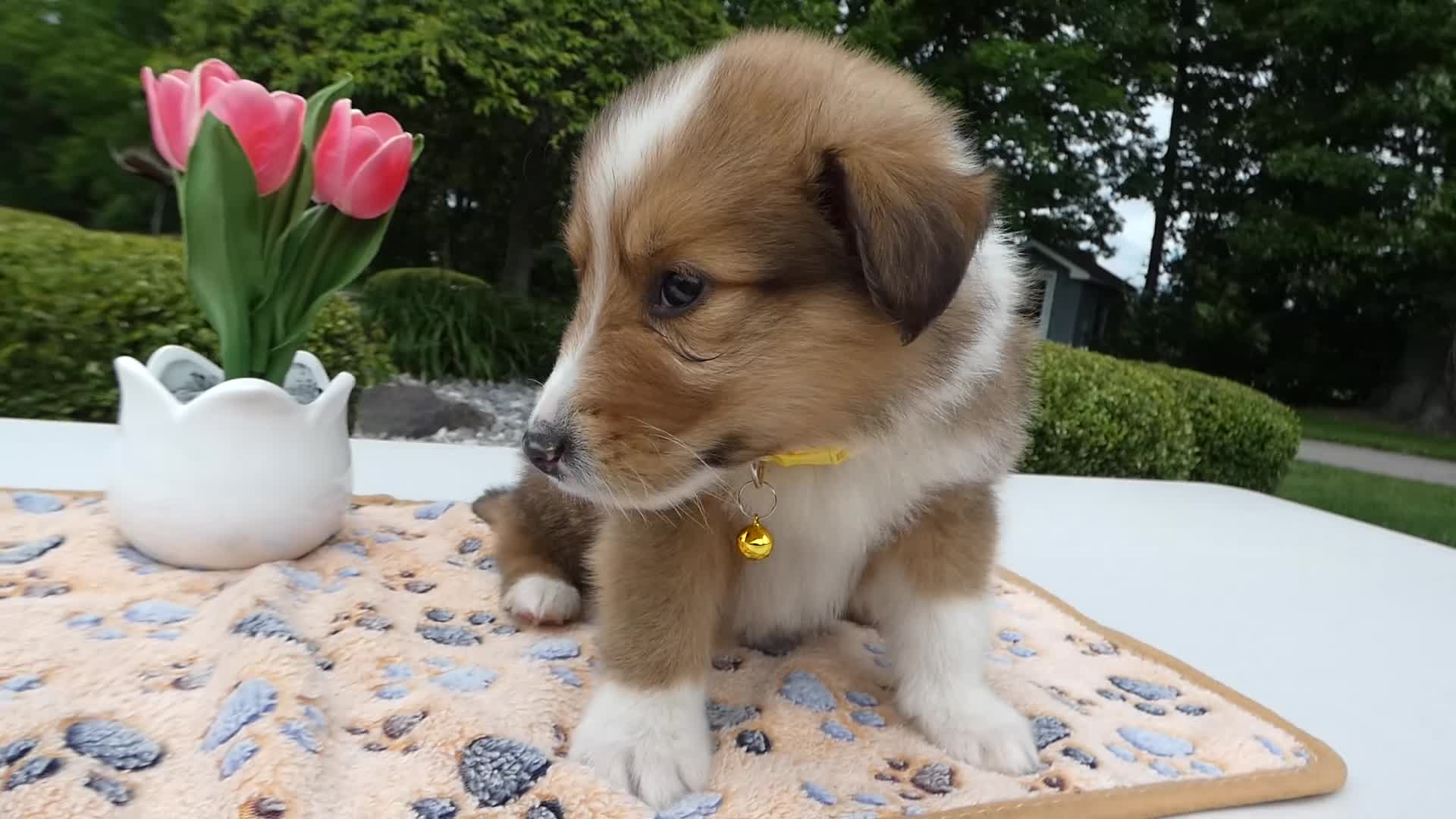 Welsh Corgi Pembroke dogs for sale: Puppy 3 Theo - Video 1
