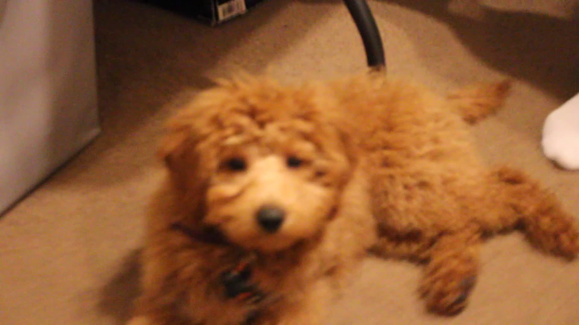 Mini Goldendoodle dogs for sale: Mini Goldendoodle Puppy 1 - Video 1