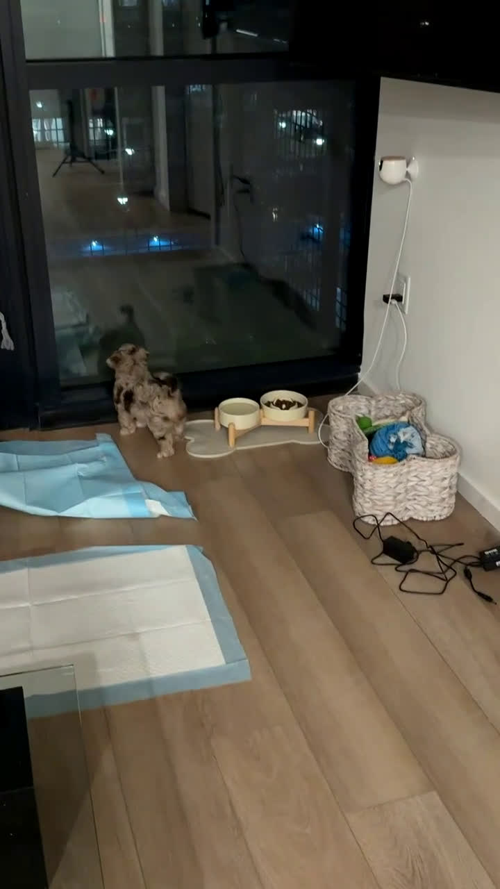 Cavapoo dogs for sale: Trace - Video 1