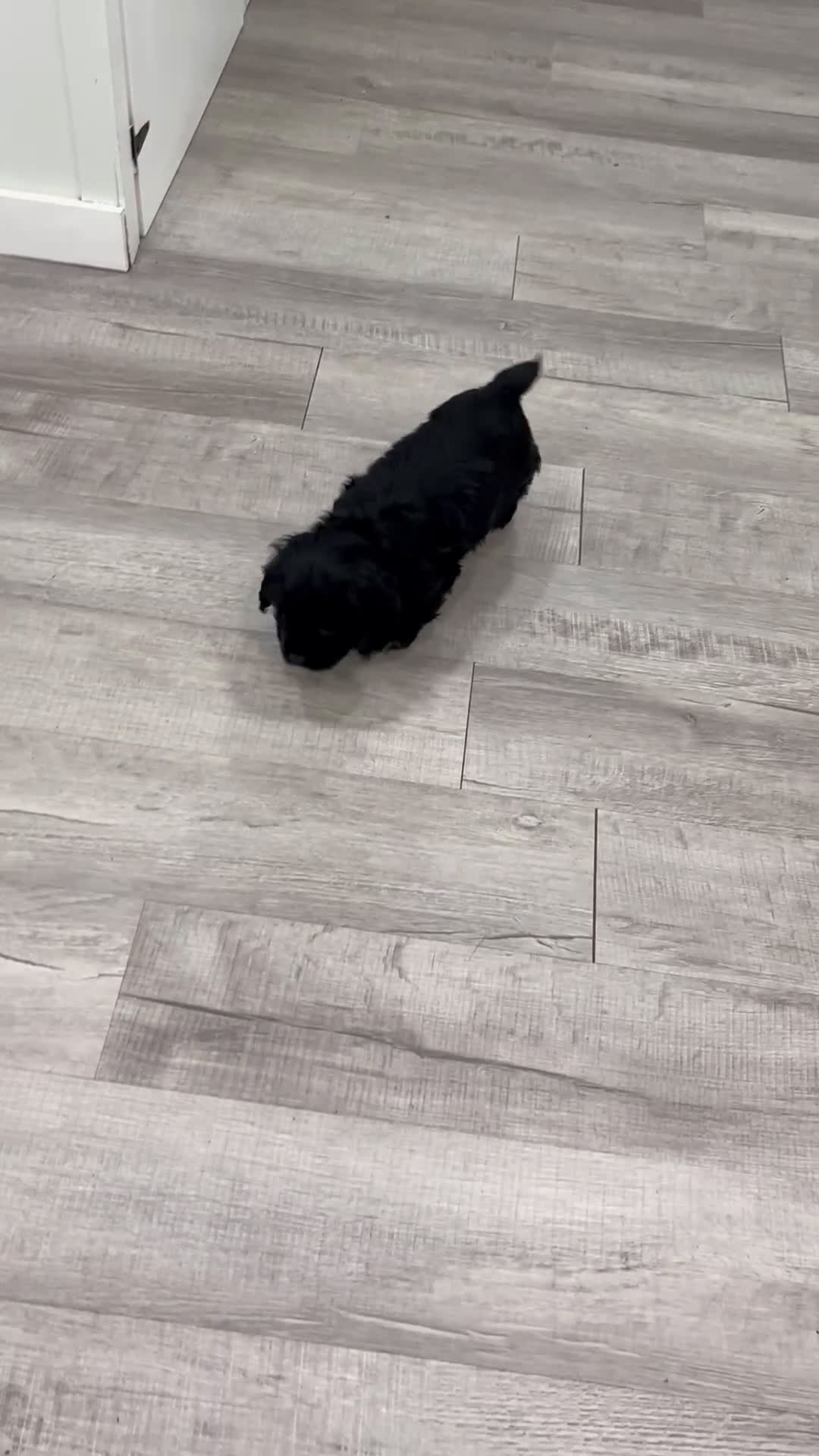 Cocker Spaniel dogs for sale: Mara - Video 1