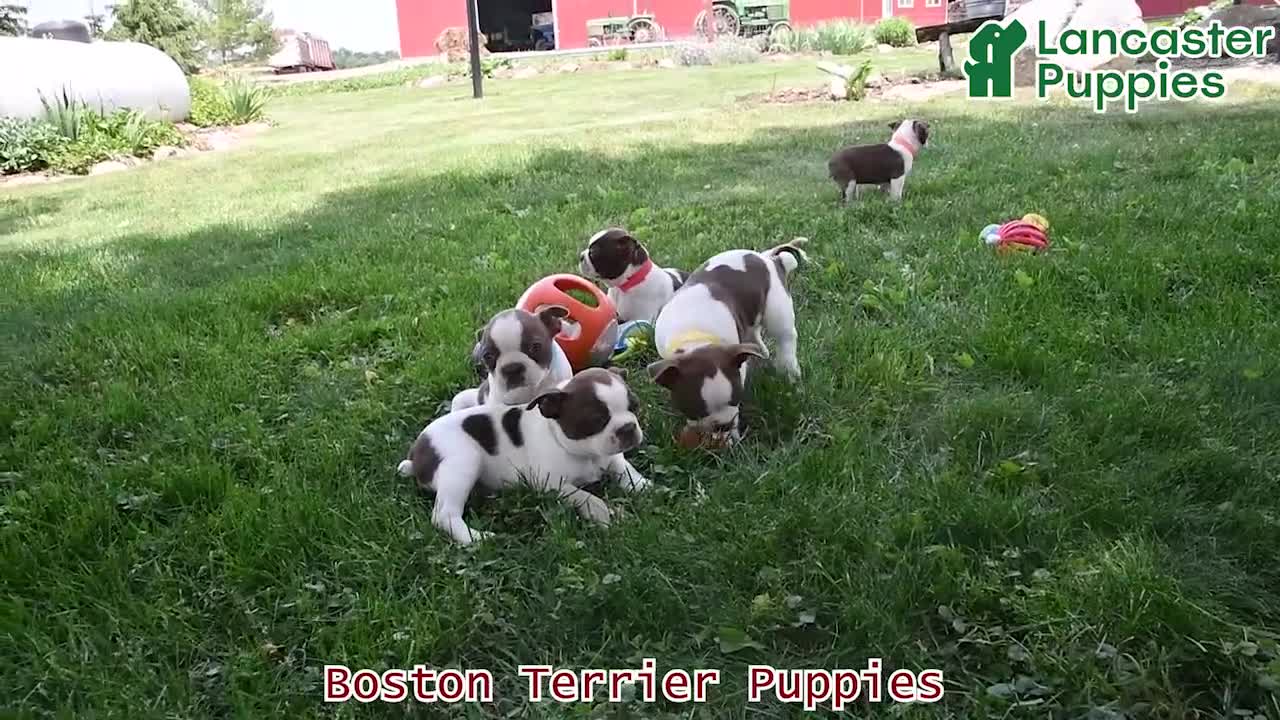Boston Terrier dogs for sale: Kelly - Video 1