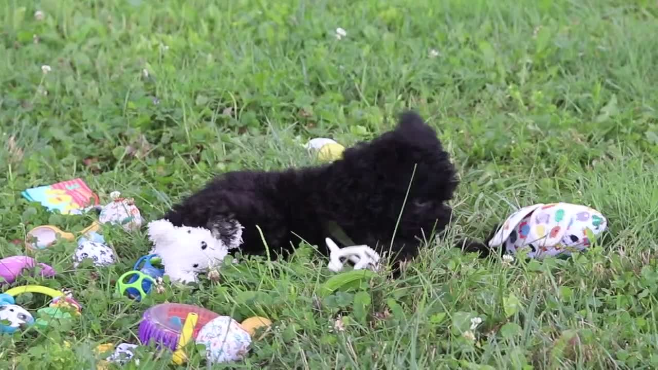 Yorkiepoo dogs for sale: Bubba - Video 1