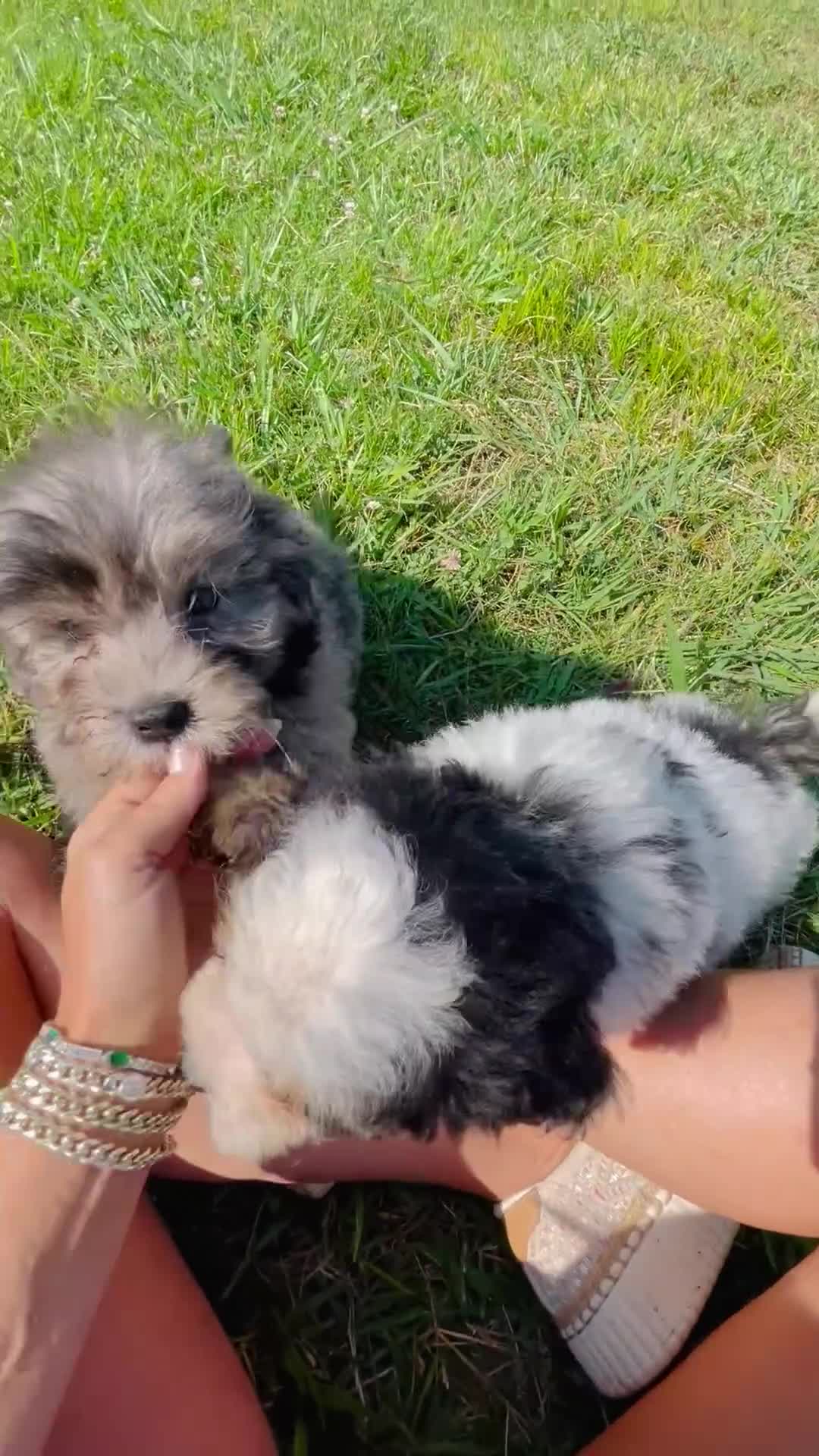 Mini Bernedoodle dogs for sale: Zeus-Mini Bernedoodle 2 - Video 2