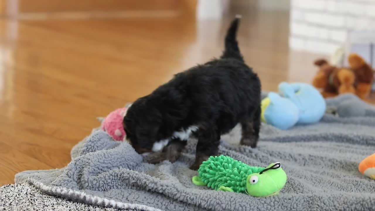 Mini Bernedoodle dogs for sale: Chico - Video 1