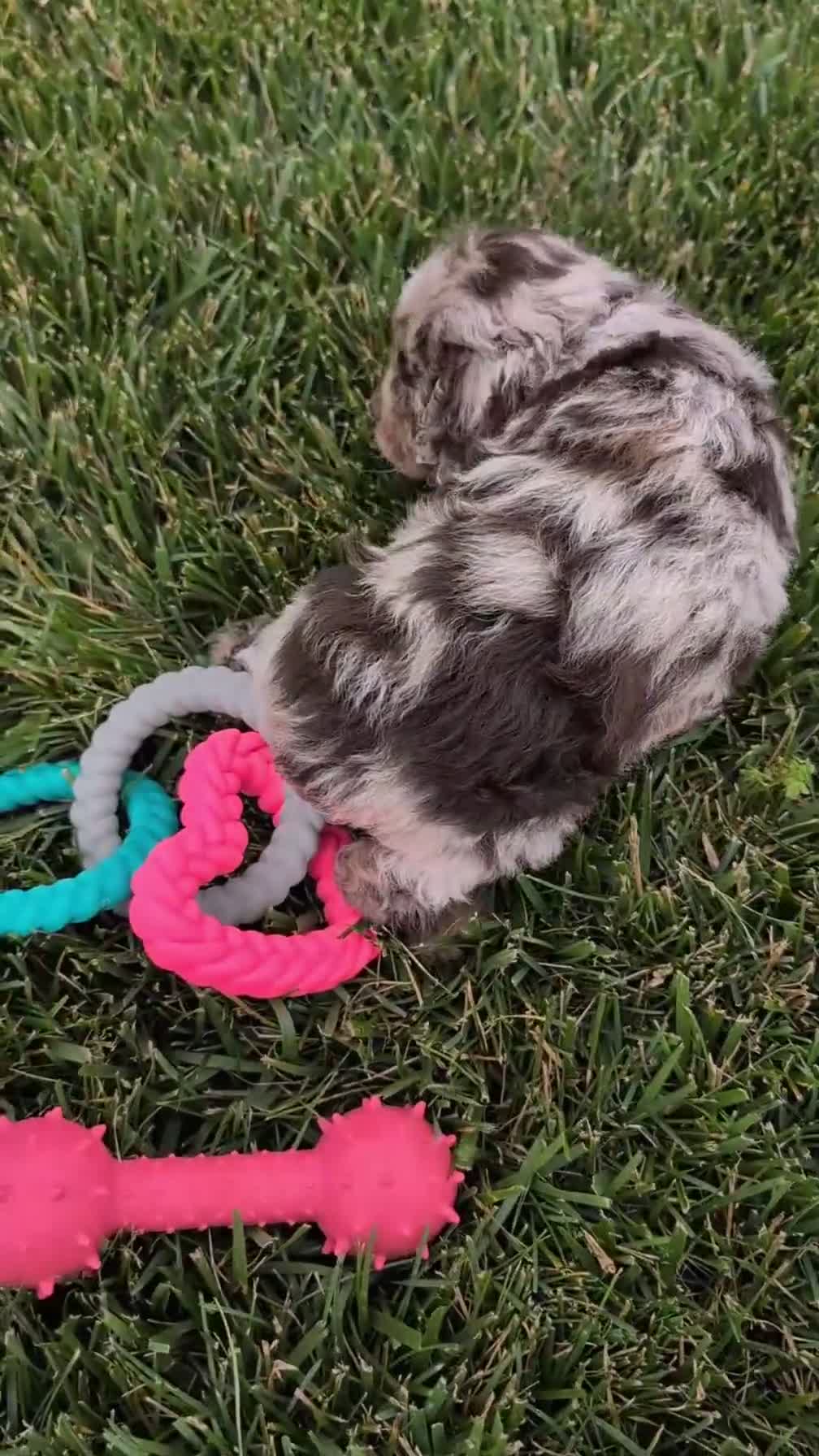 Cockapoo dogs for sale: Benji - Video 1