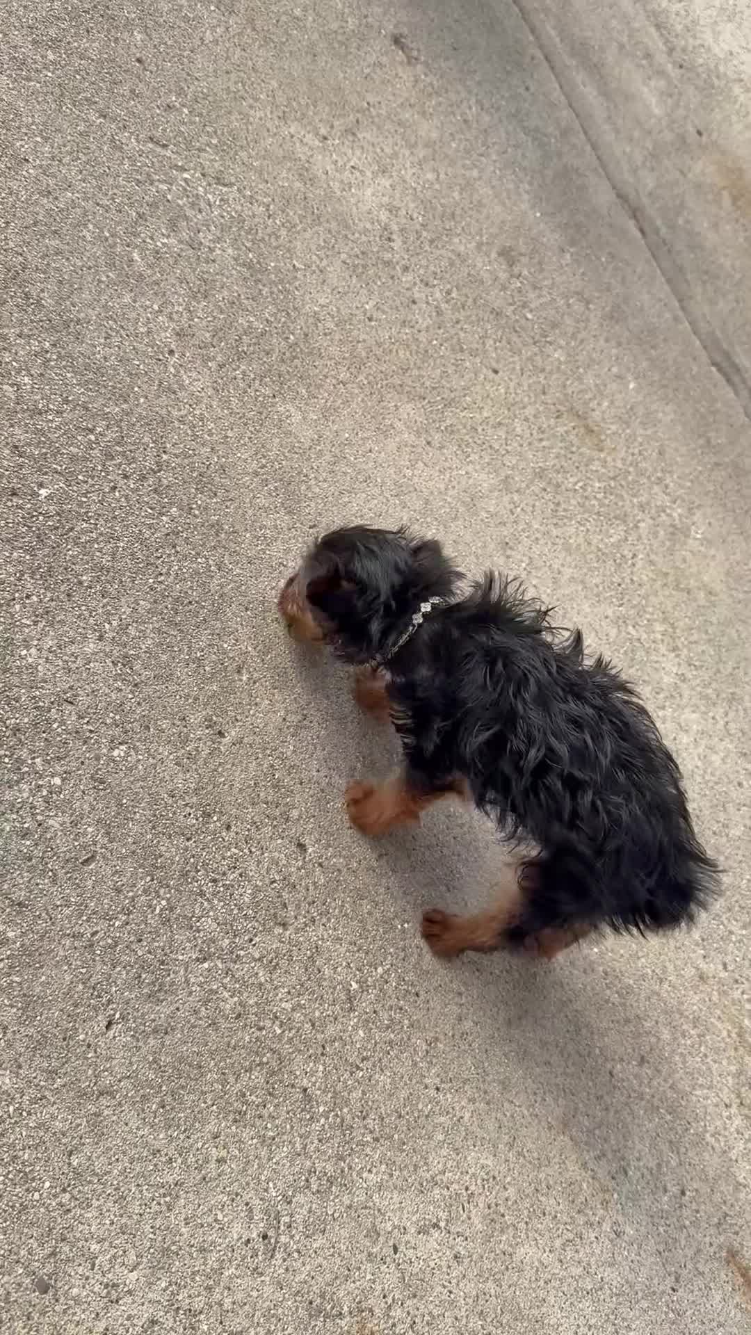 Yorkshire Terrier dogs for sale: Yorkshire Terrier 1 - Video 2