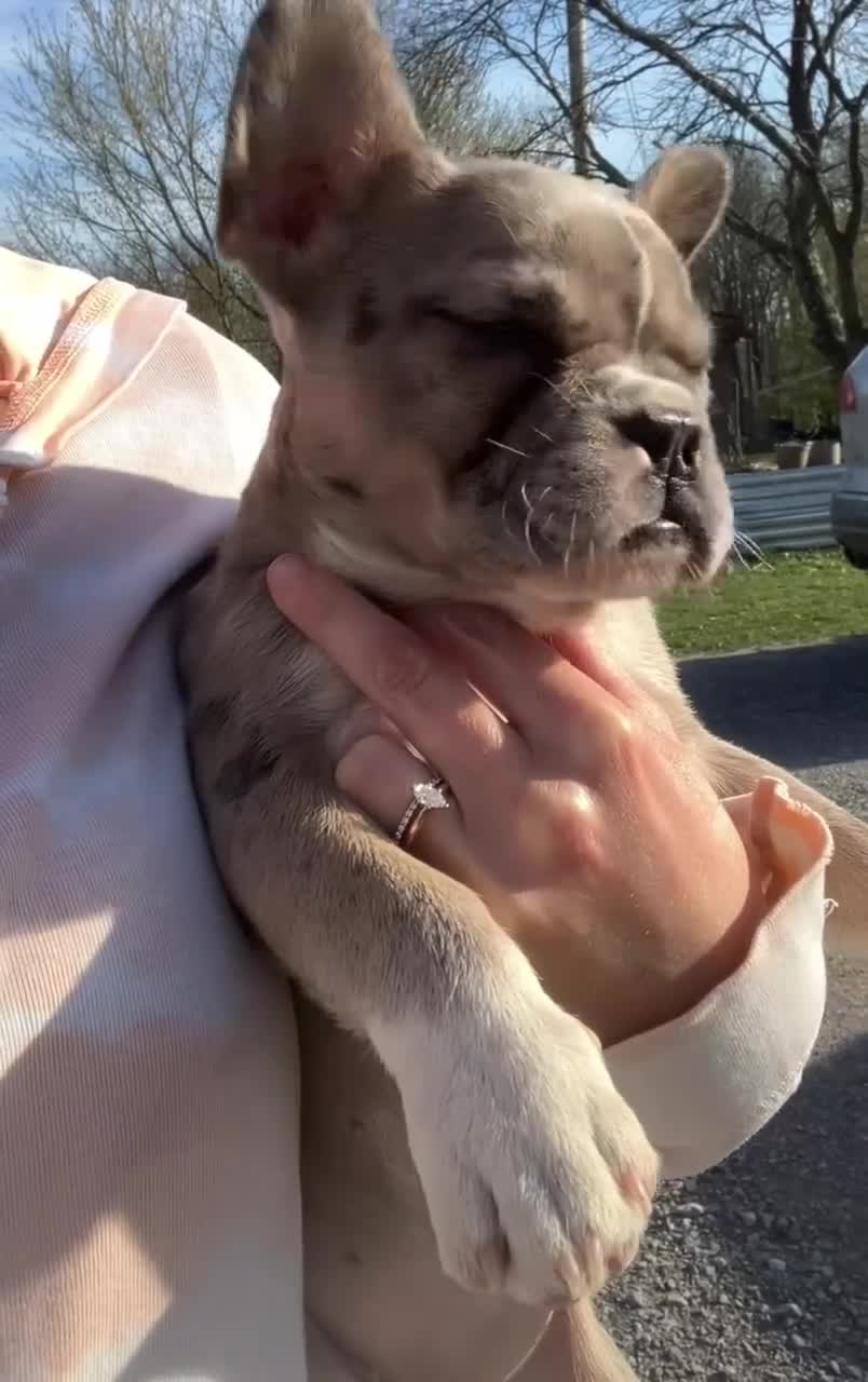 French Bulldog dogs for sale: Jewels - Video 1