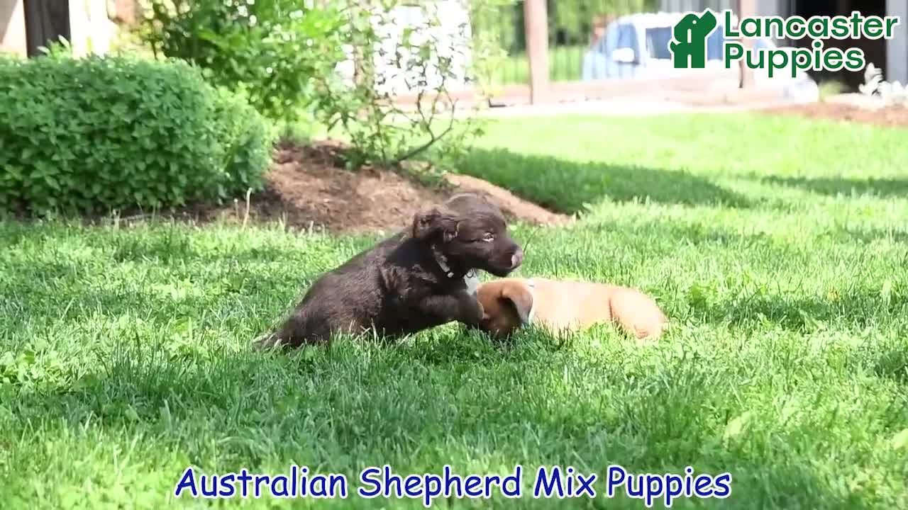 Mixed Breed dogs for sale: Sheba - Video 1