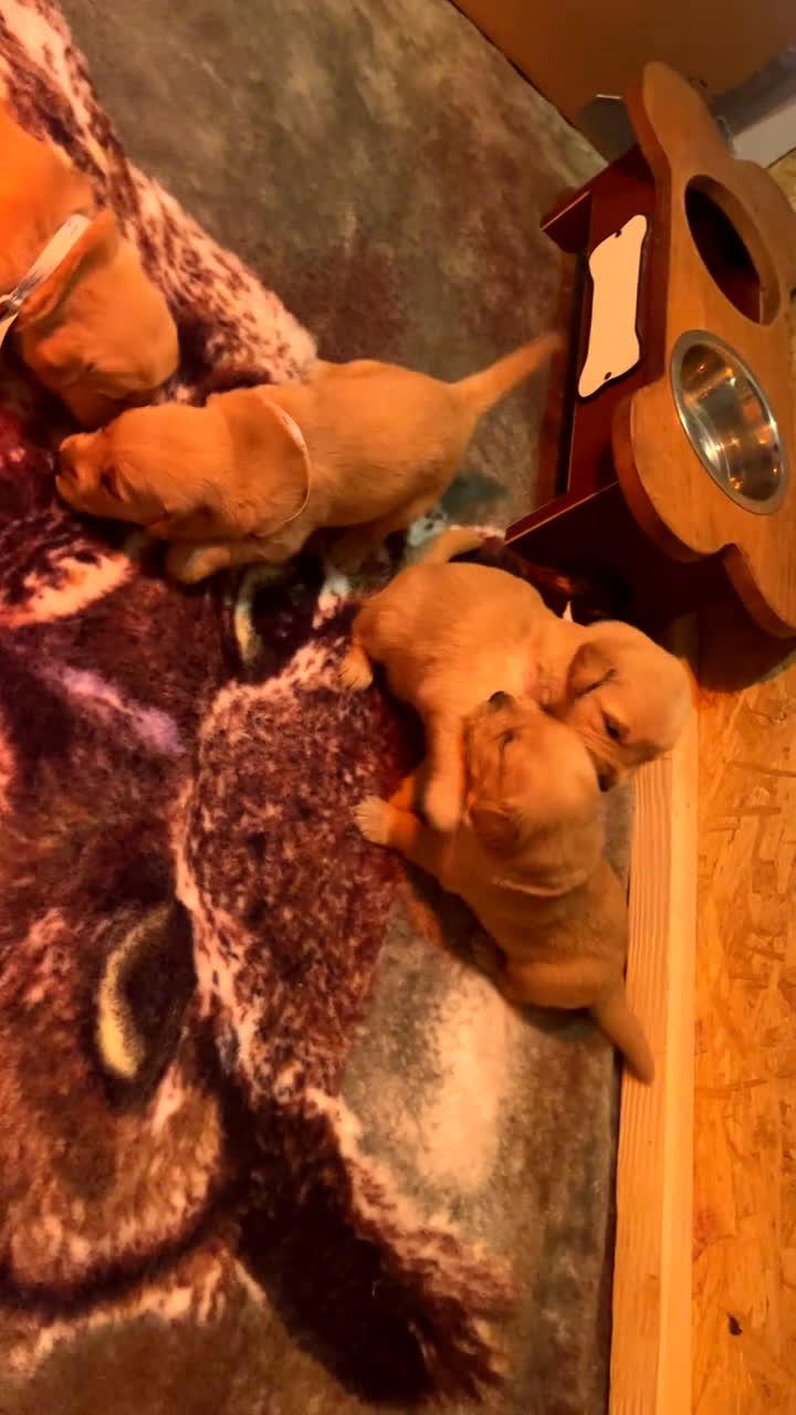 Golden Retriever dogs for sale: Golden Retriever Puppy 9 - Video 2