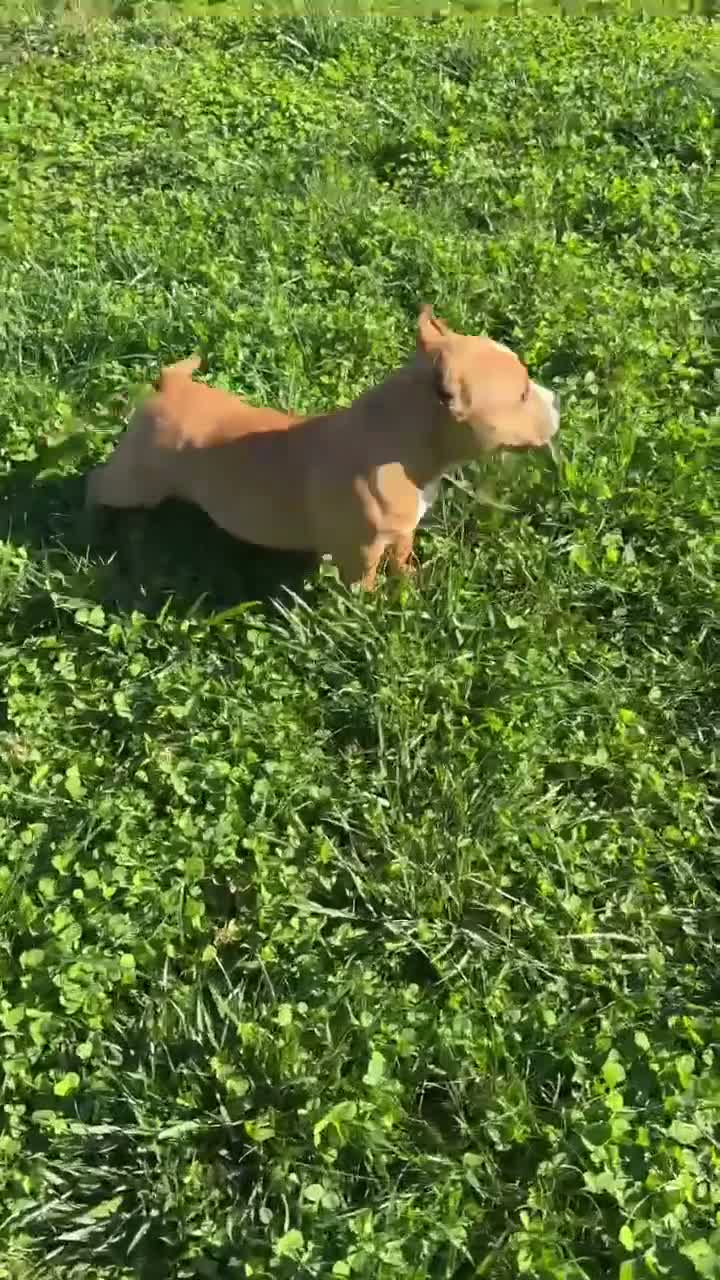 American Bully dogs for sale: Rolo - Video 1