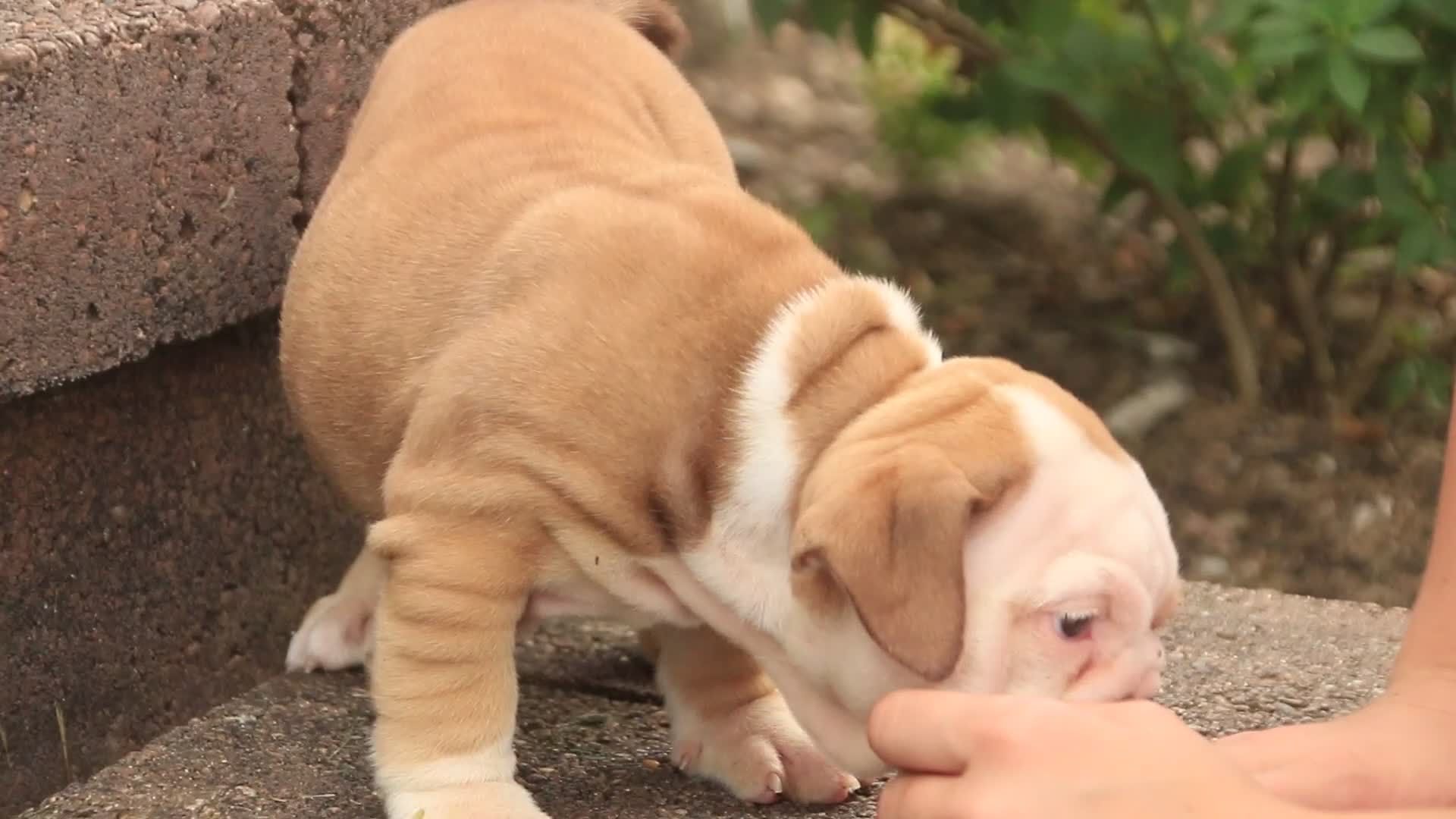English Bulldog dogs for sale: Tammy English Bulldog  - Video 1